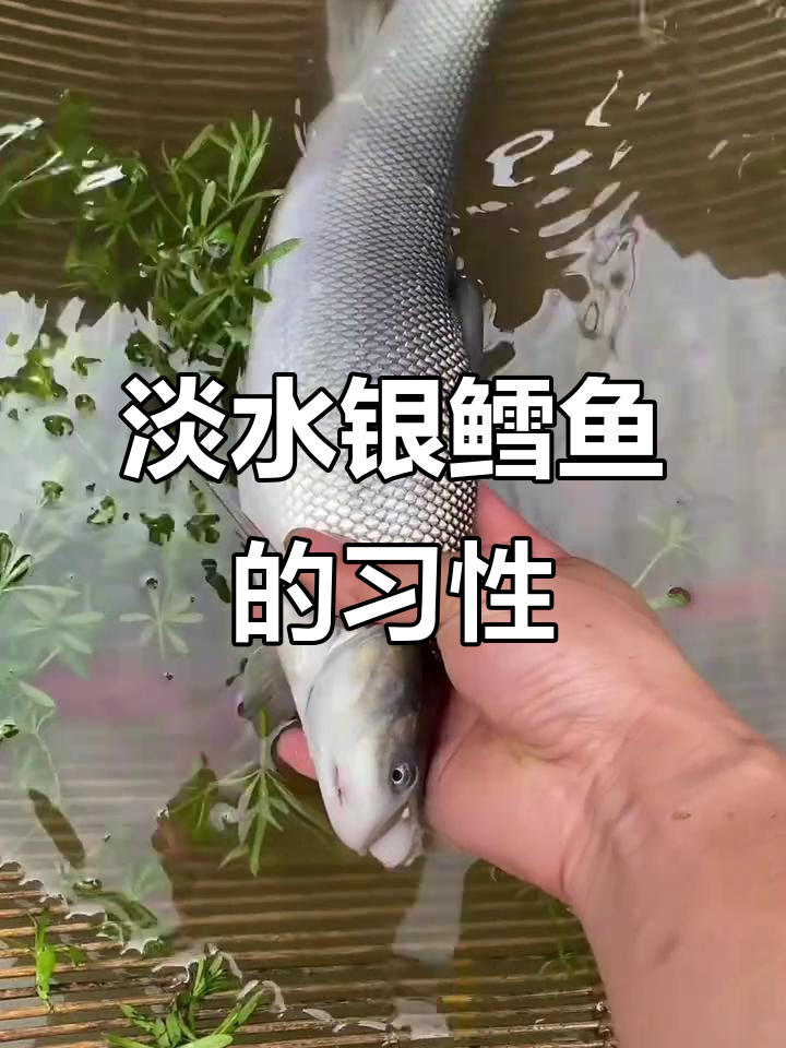 淡水银鳕鱼:草食大型鱼类,适合池塘、水库养殖