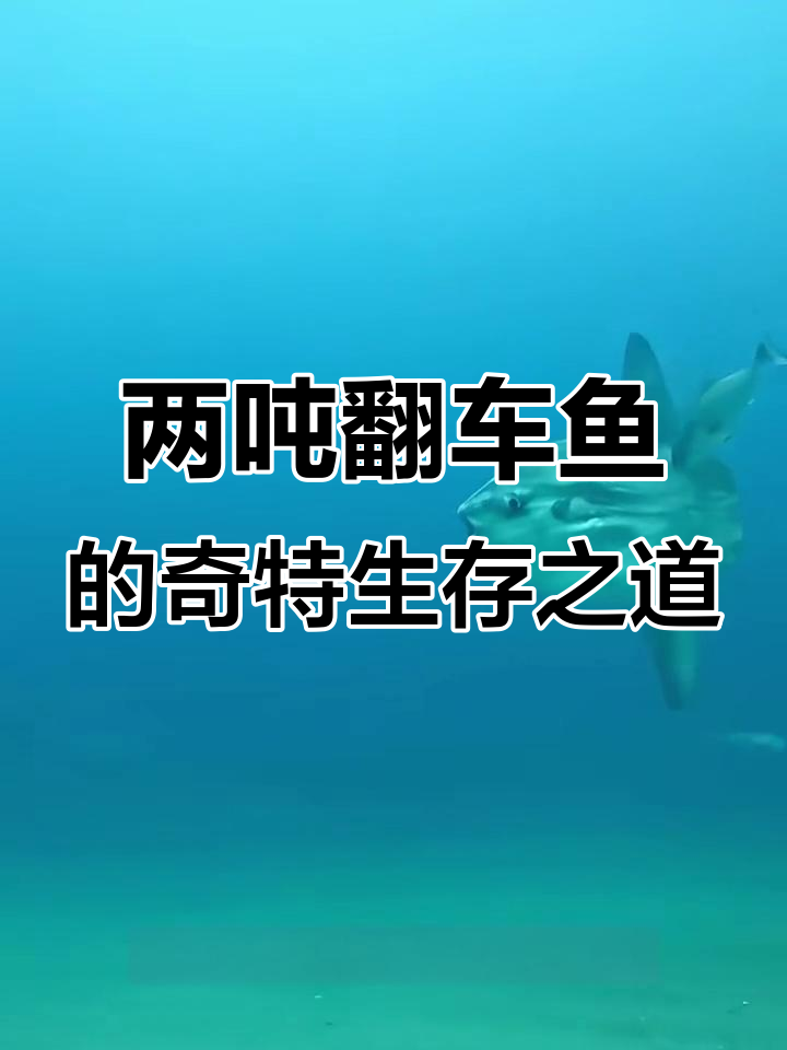 翻车鱼：两吨半重却像呆滞的怪物，海洋中的“懒散”冠军