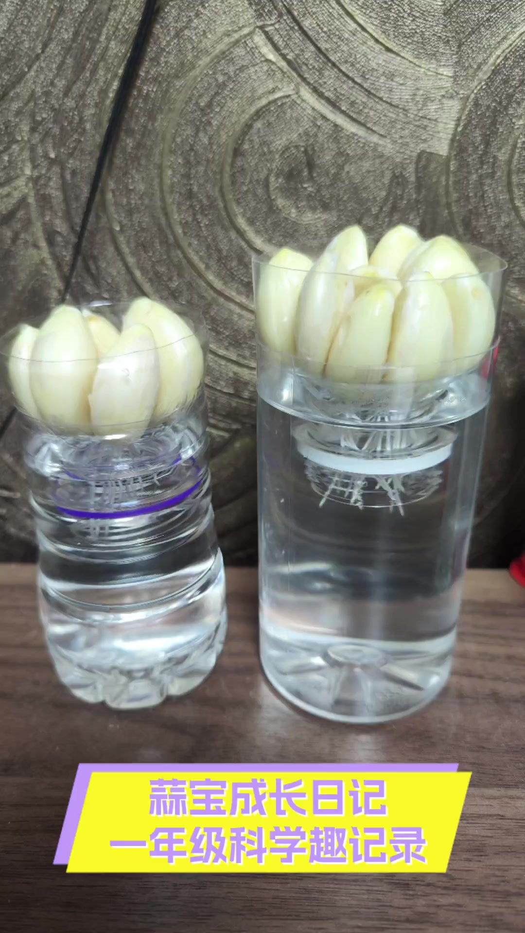 蒜宝成长日记,一年级科学趣记录