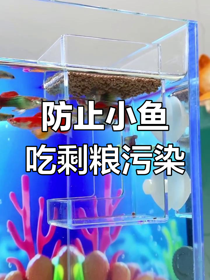 小鱼喂食器让水质更清新,避免浪费