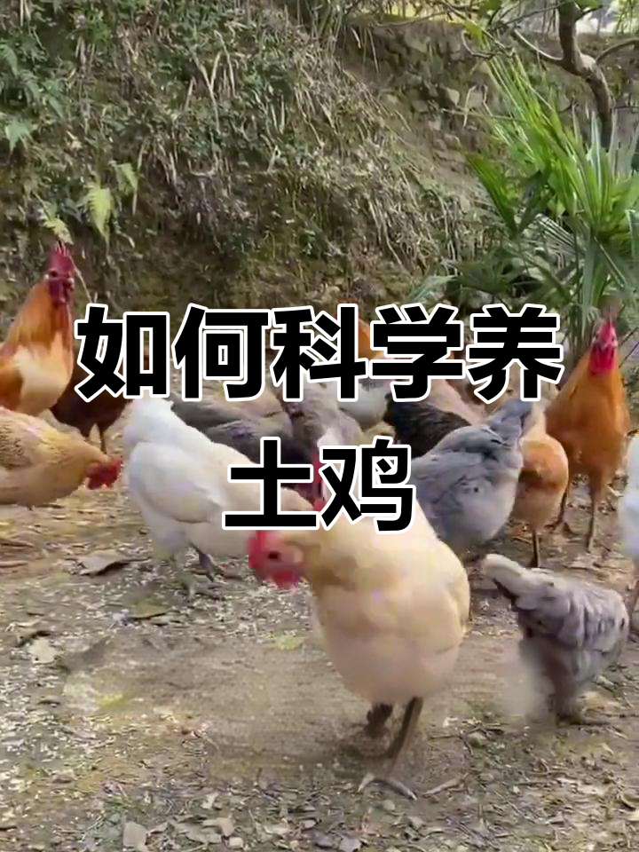 鸡群支原体感染防治全攻略