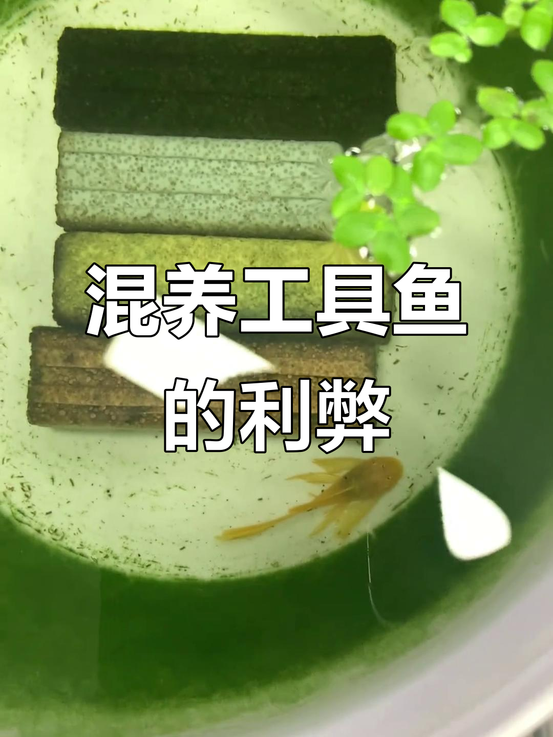 孔雀鱼搭配三种工具鱼,食物清理迅速,但需谨慎选择