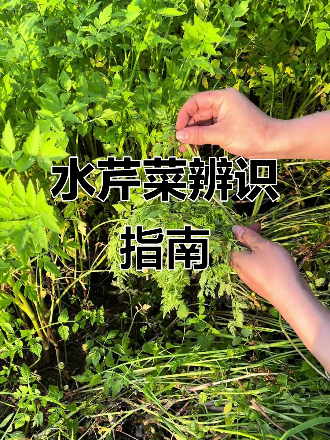 如何辨别水芹菜与毒芹？不认识别乱采，以免中毒！