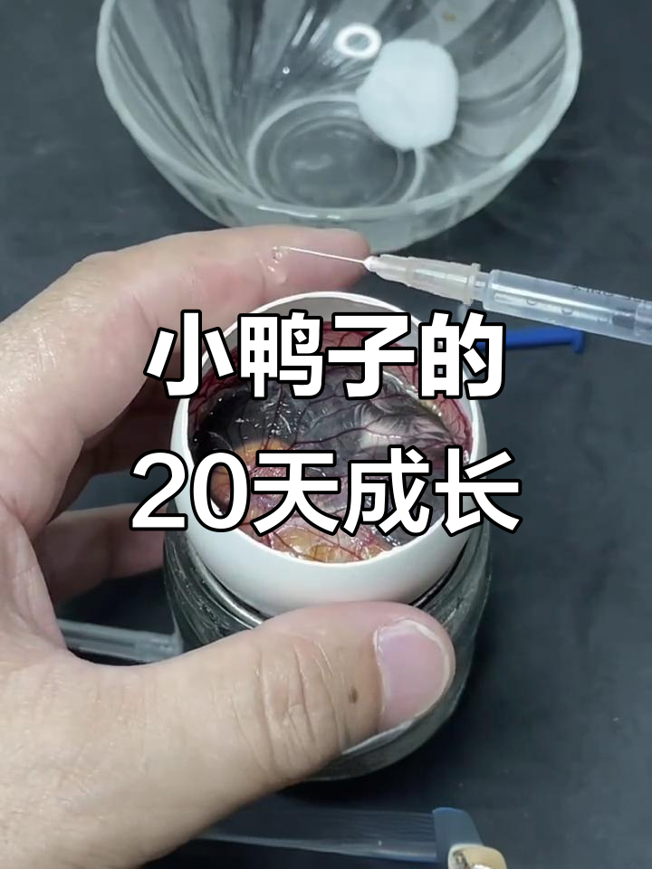 鹅蛋壳孵化小鸭子,20天胚胎发育实录