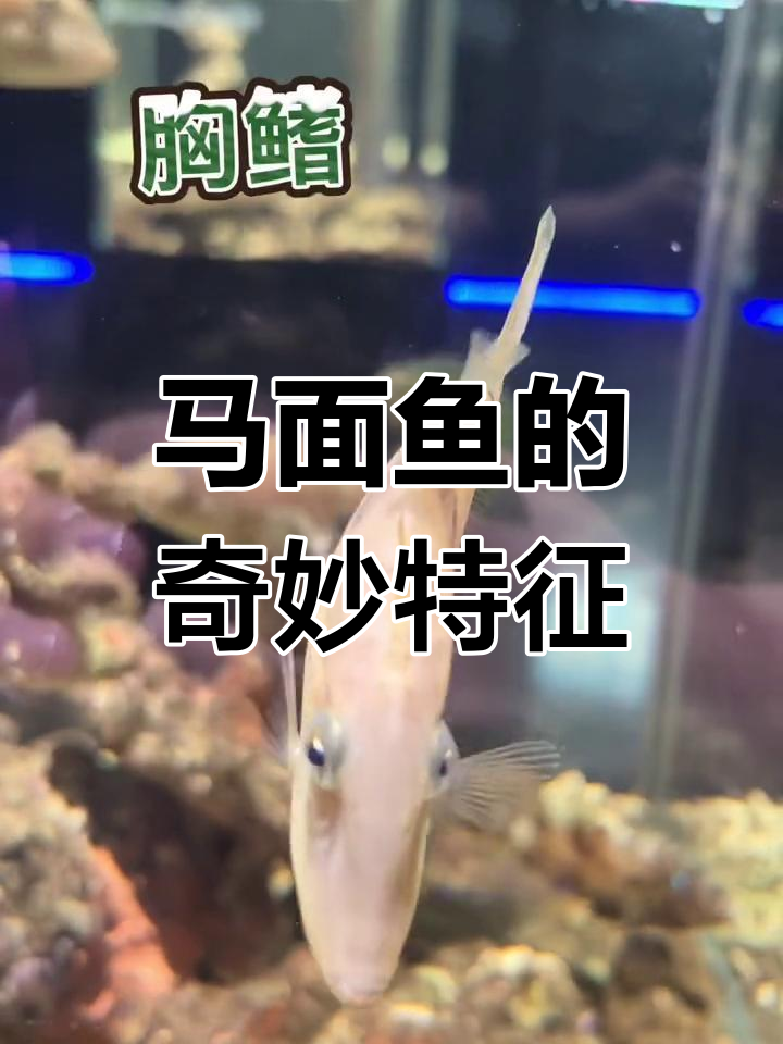长得像河豚的马面鱼,头长似马的萌宠