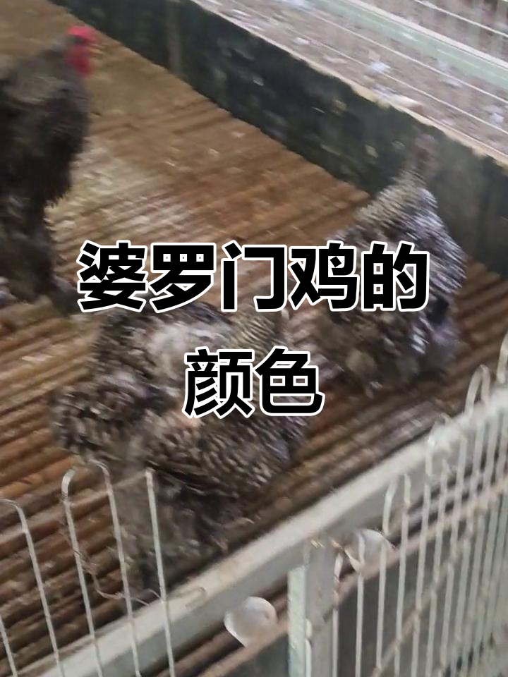 婆罗门鸡颜色大揭秘:芦花、黑白花、纯黑公鸡全解析