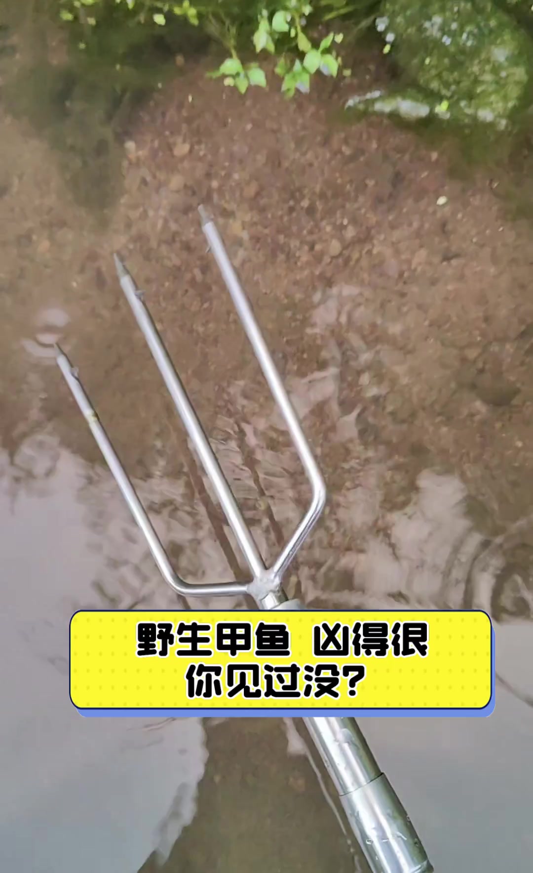 野生甲鱼,凶得很,你见过没?