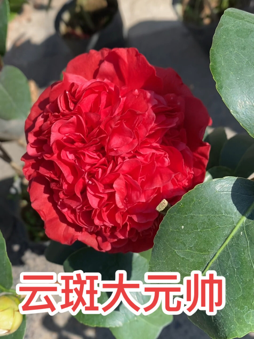 云斑大元帅品种茶花