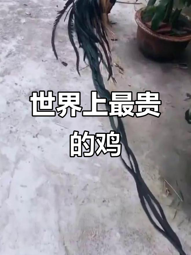 日本长尾鸡身价七十万,土豪争相购买