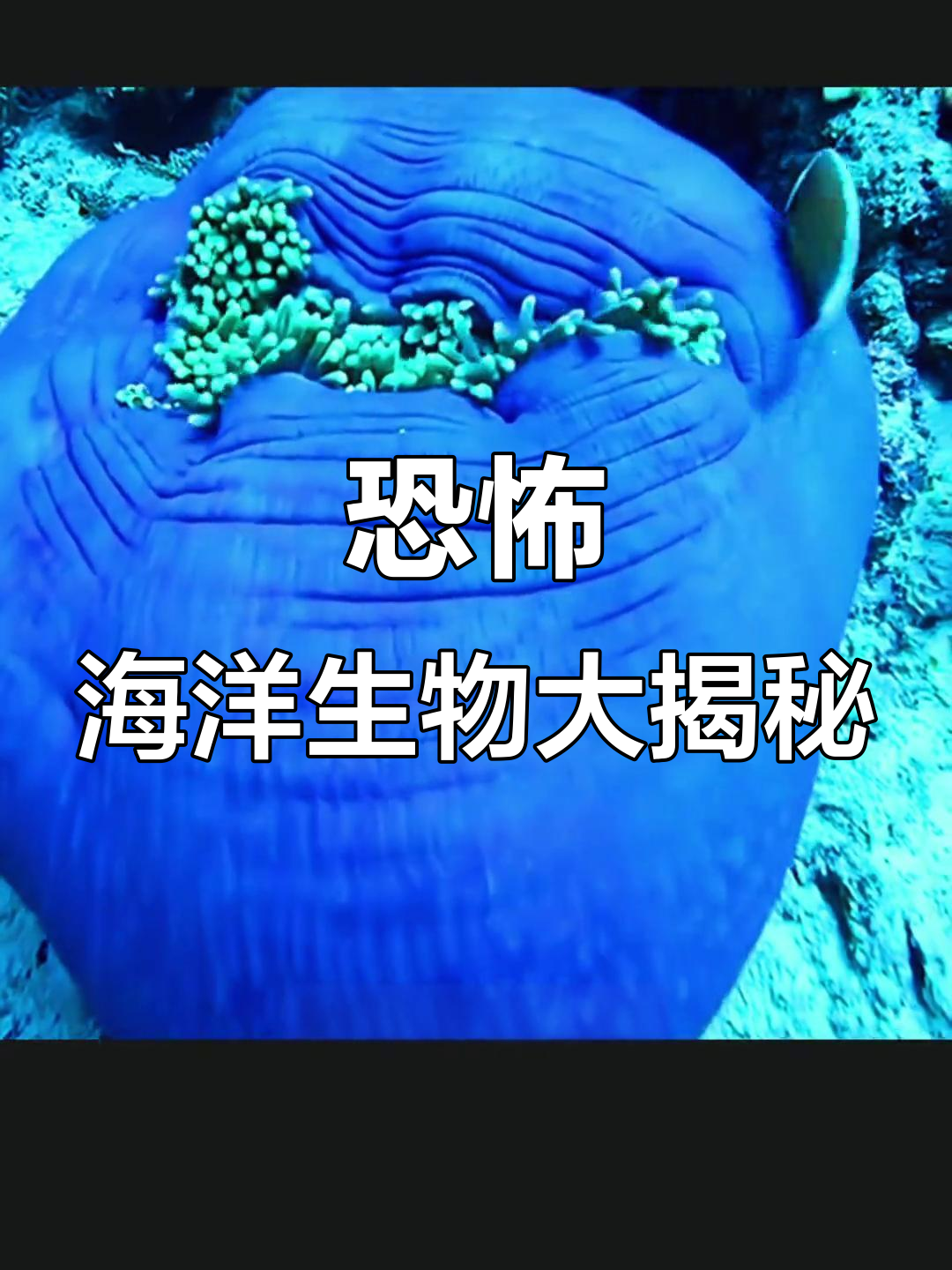 这些海洋生物，哪个最可怕？蓝色海葵和怪异鱼让人毛骨悚然