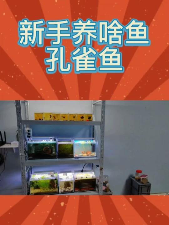 「新手养啥鱼」孔雀鱼。好看好养好繁殖