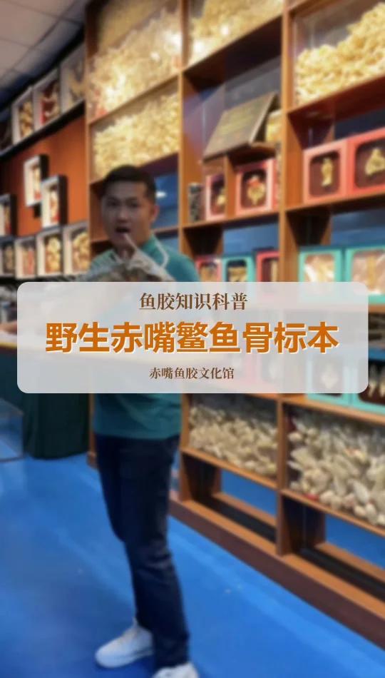 野生大耳赤嘴鱼骨标本