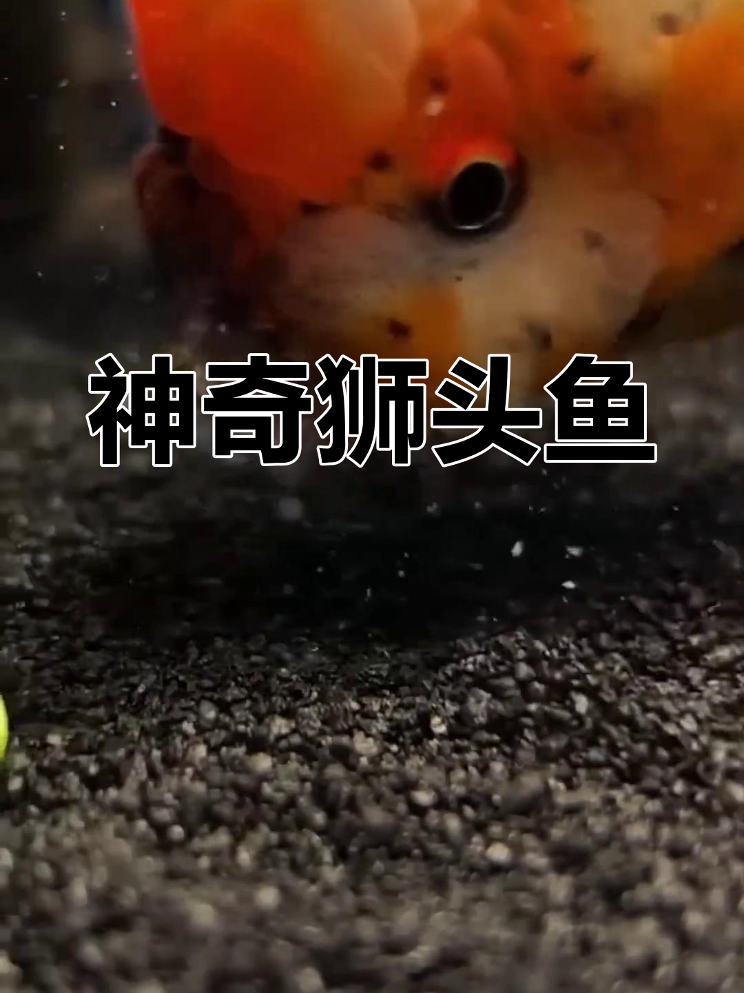 狮头鱼:头顶肉瘤的神秘生物