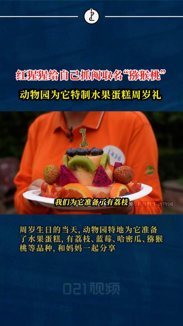 上海野生动物园红猩猩给自己抓阄取名“猕猴桃”,动物园为它特制水果蛋糕周岁礼