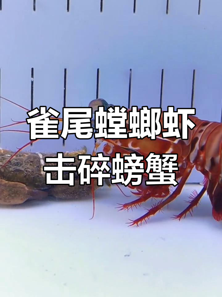 海底一拳超人雀尾螳螂虾挑战螃蟹