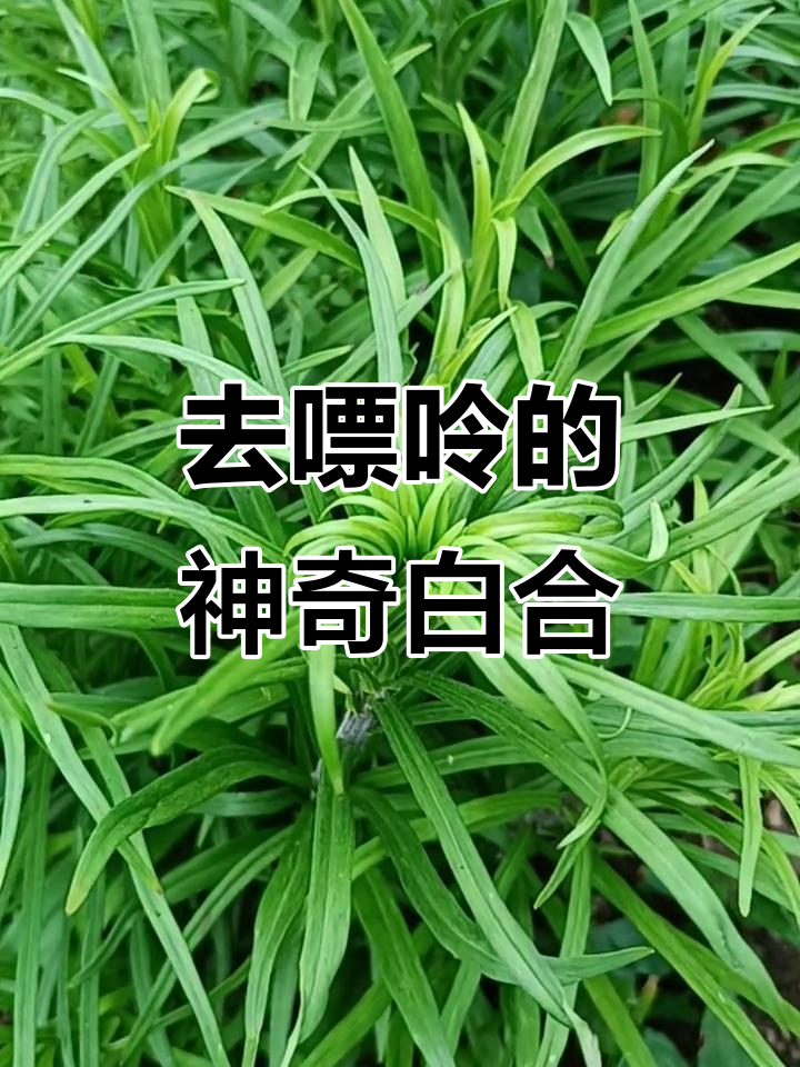 白合偏方:痛风高尿酸患者必看