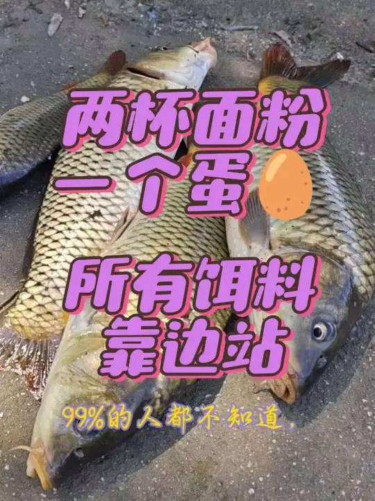 两杯面粉一个鸡蛋,所有饵料靠边站搜索鸡蛋钓鱼的作用 钓鱼技巧钓鱼知识饵料制作分享钓鱼知识原