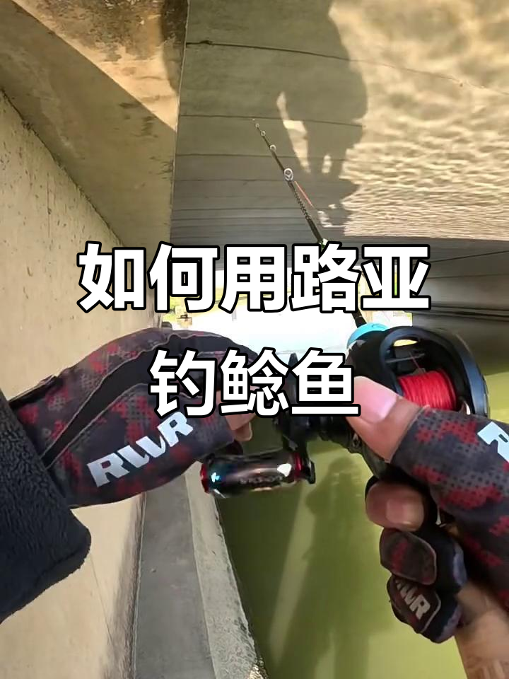 桥洞钓鲶鱼技巧大揭秘,如何选择最佳位置