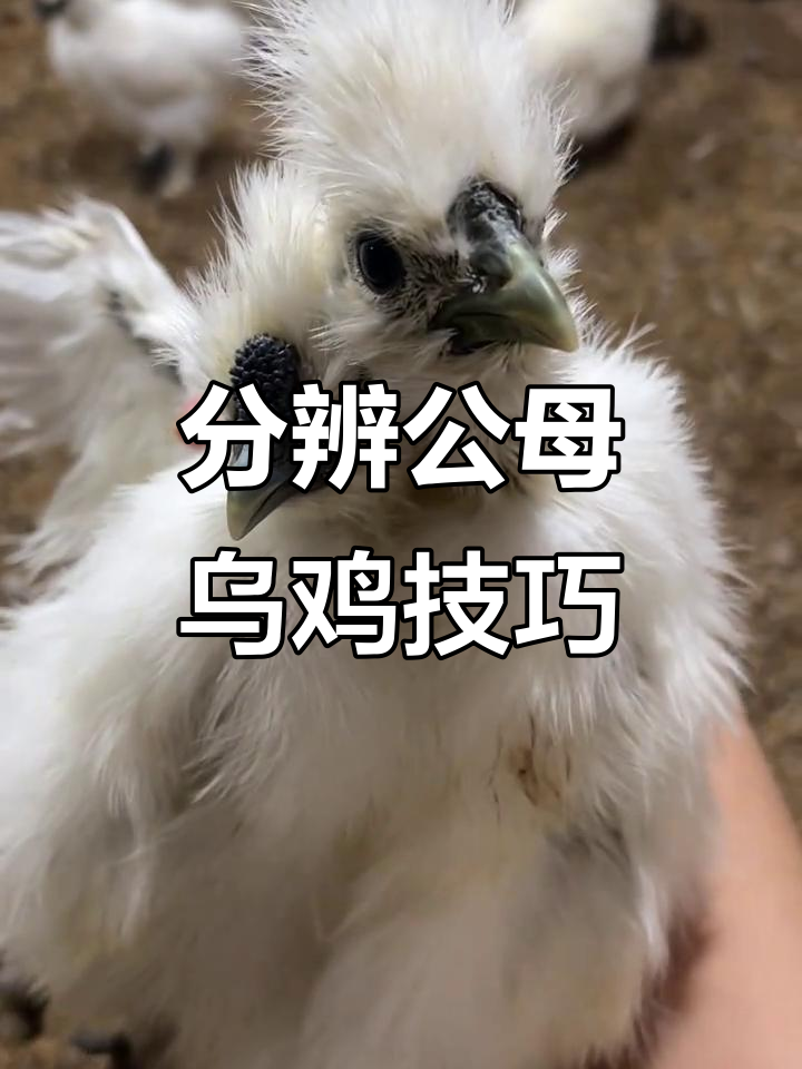 公鸡母鸡怎么区分？泰和乌鸡特征大揭秘