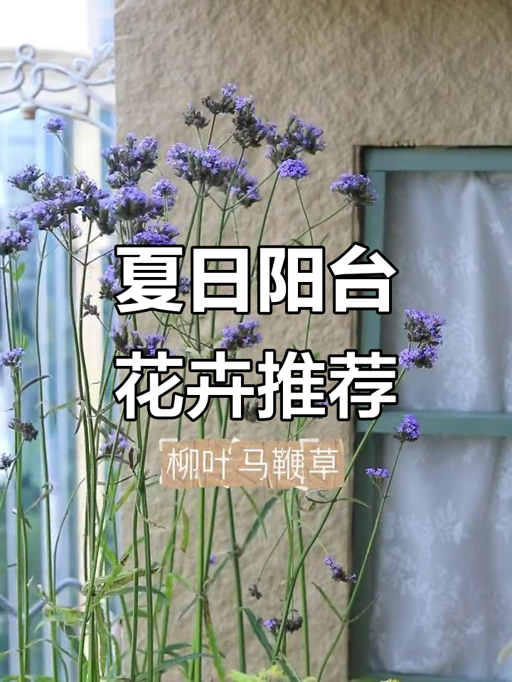 夏季阳台耐热开花植物推荐,6款必选品种