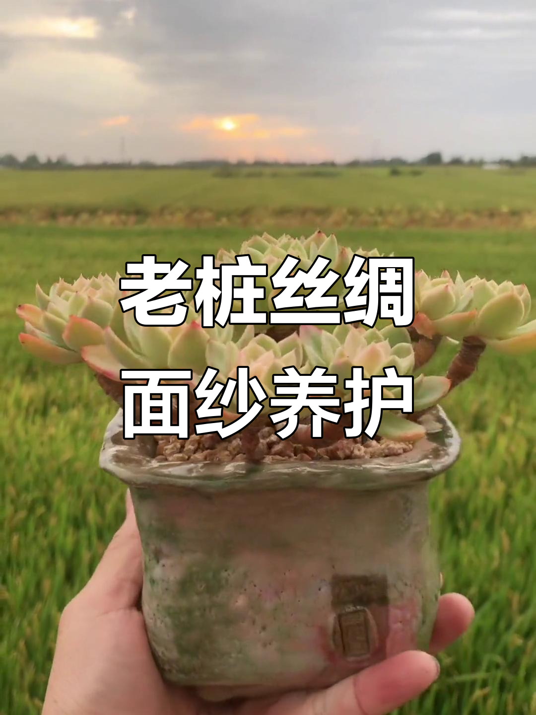 丝绸面纱多肉植物,60颗粒老桩养护大揭秘