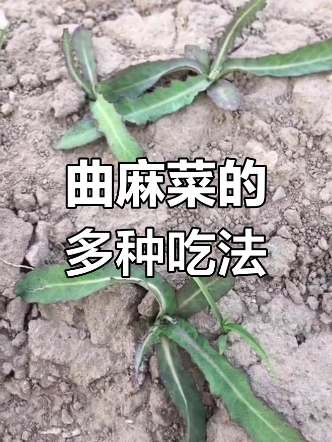 曲麻菜:煮粥凉拌两相宜,纯野生美味不容错过