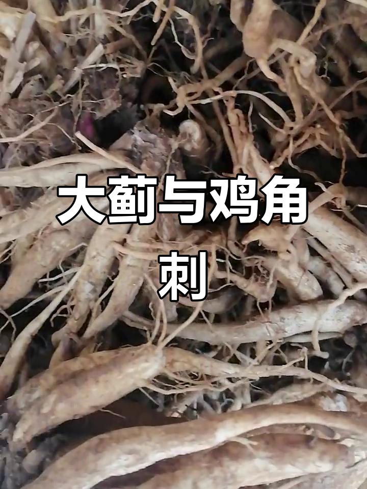 邀朋友一起挖大蓟,鸡角刺头竟是珍贵草药!