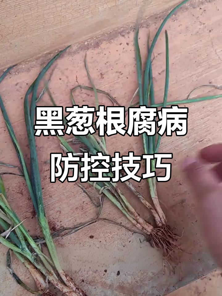 根腐病与黑葱软腐病的区别,如何防治?