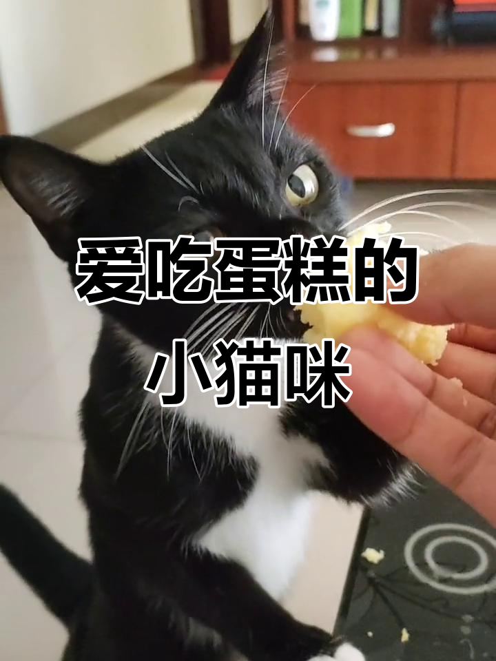 小黑猫吃蛋糕，表情超满足！