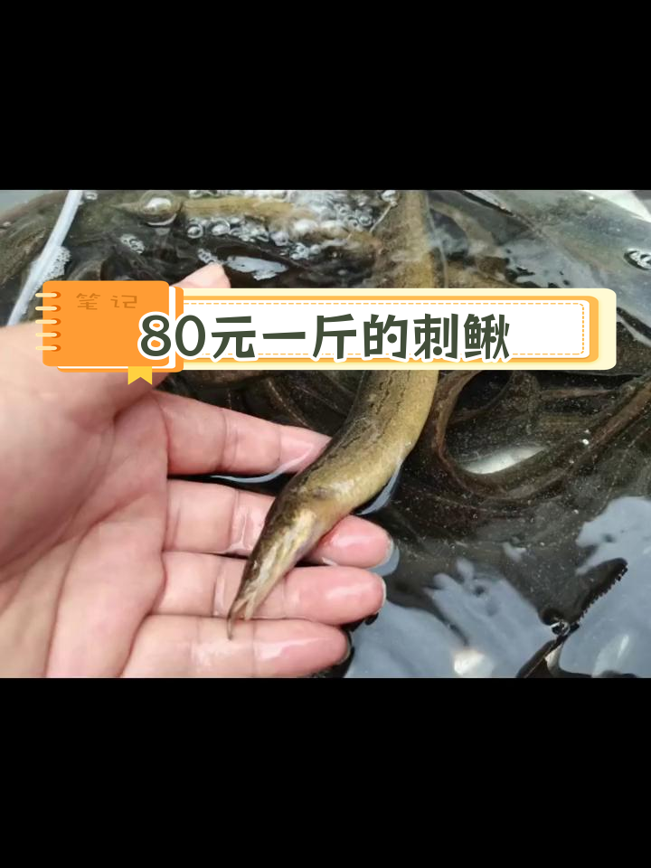 腊锥鱼:酸菜汤里的鲜美滋味