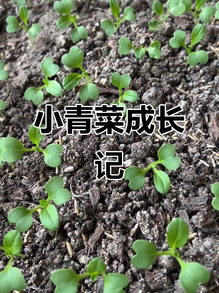 小青菜20天,从播种到间苗全过程