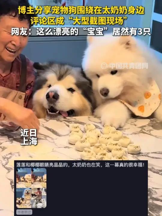 博主分享宠物狗围绕在太奶奶身边，评论区成“大型截图现场”。网友：这么漂亮的“宝宝”居然有3