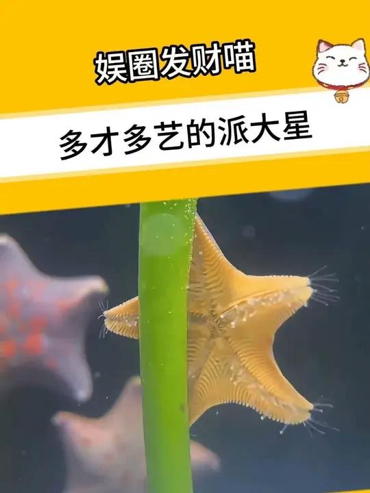 派大星:我妈不知道我做这个工作……