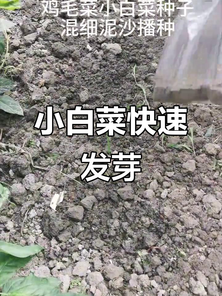 鸡毛菜小白菜,一周发芽超快!