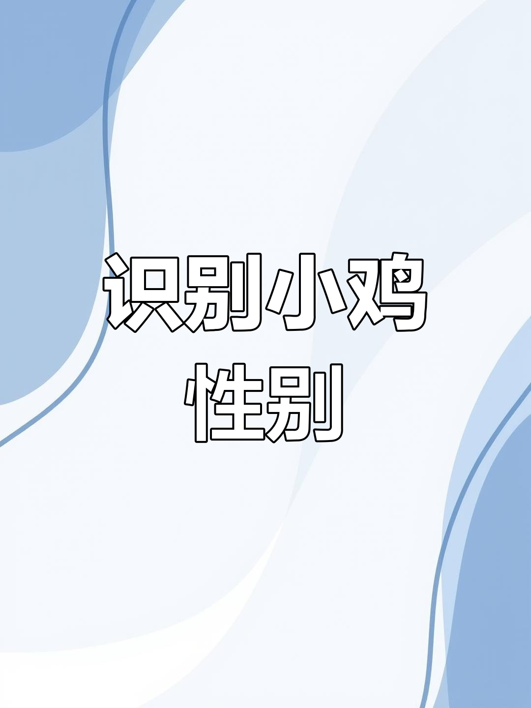 小鸡公母分辨技巧,轻松学会