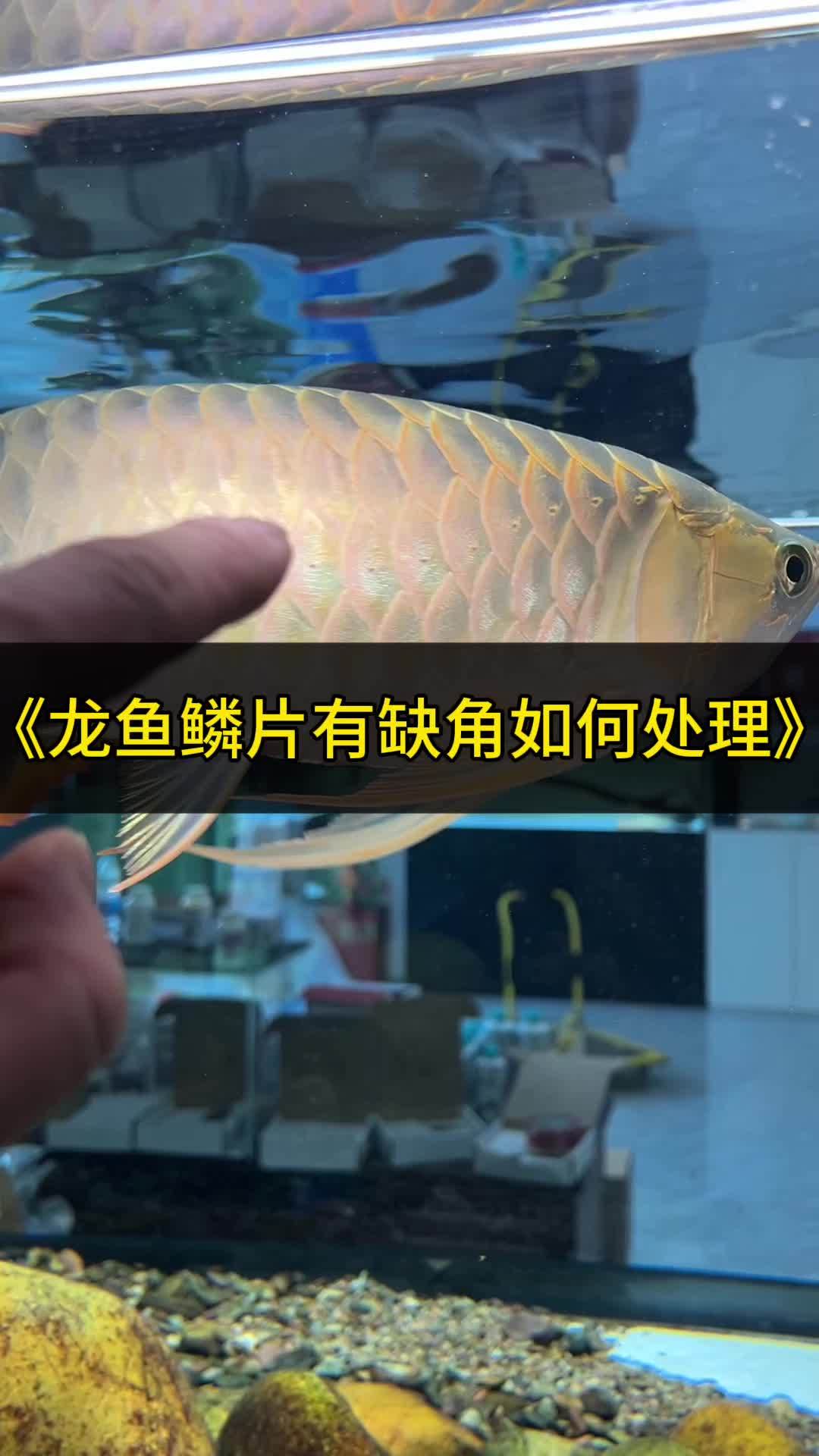 龙鱼鳞片鳍尾有缺角下大白片可以有效解决蛀鳞现象问题 龙鱼 观赏鱼 水族爱好者 养鱼人 鱼缸