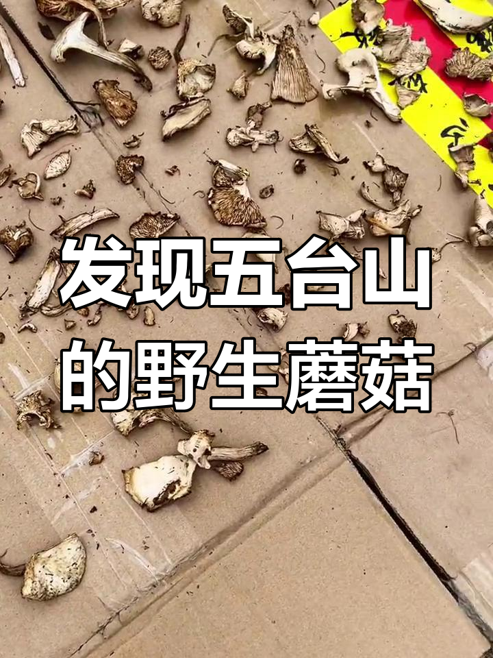 五台山野生蘑菇大揭秘,大自然的馈赠与奇迹