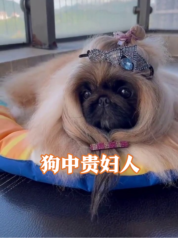 狗狗戴蓝宝石王冠似贵妇,长发飘逸却一脸“被迫营业”