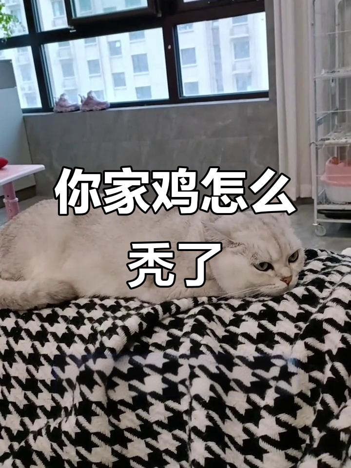 妈妈问你怎么把鸡毛掸子做出来,你两天在家不是追狗就是斗鸡