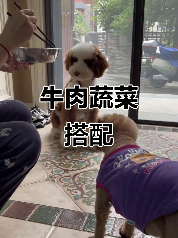 牛肉胡萝卜青菜茭白,营养美味一学就会