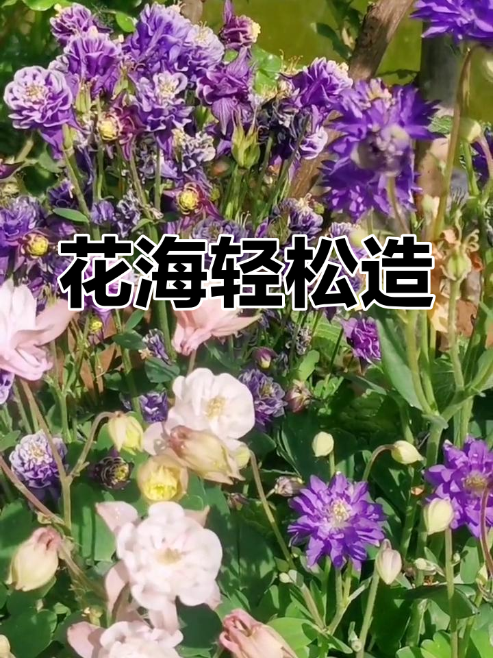 耧斗菜,耐寒又易繁殖,一株苗能种出满园花海