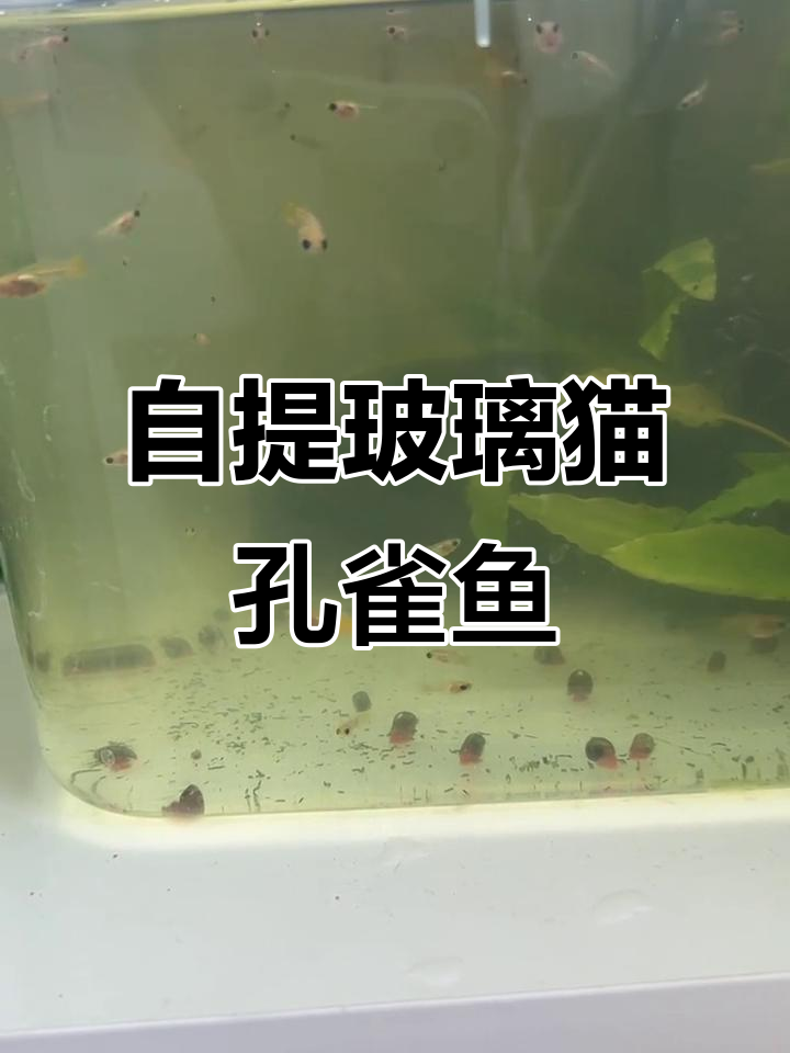 玻璃猫孔雀鱼自提，练手必备