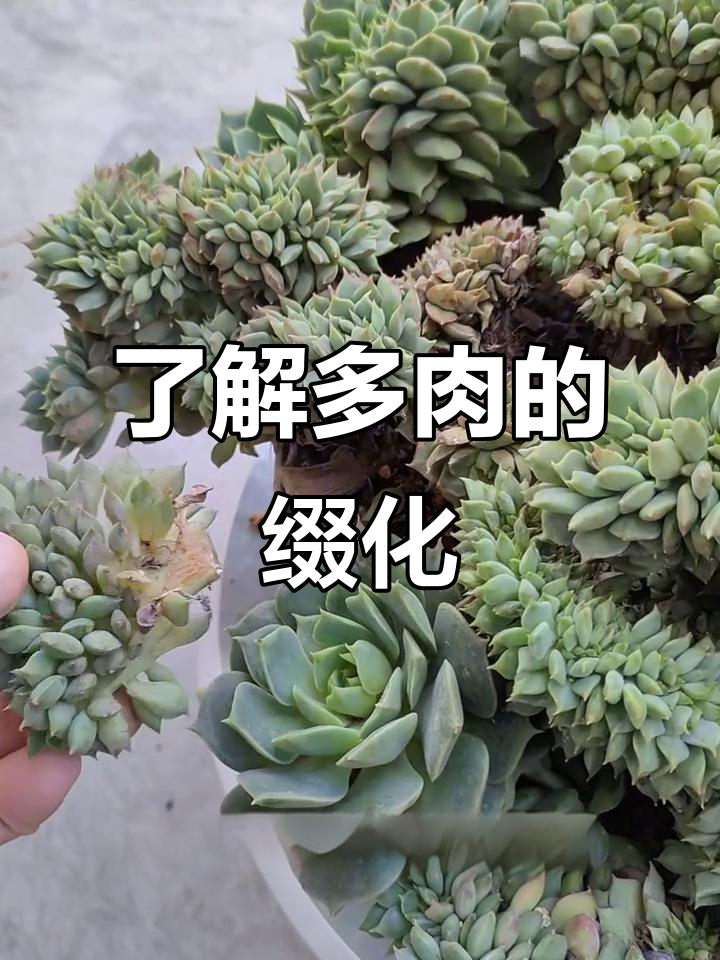多肉缀化现象揭秘:如何繁殖与养护