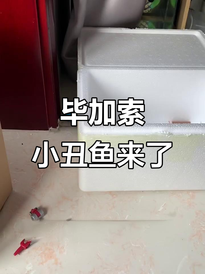 新鱼入缸,毕加索小丑鱼真大!