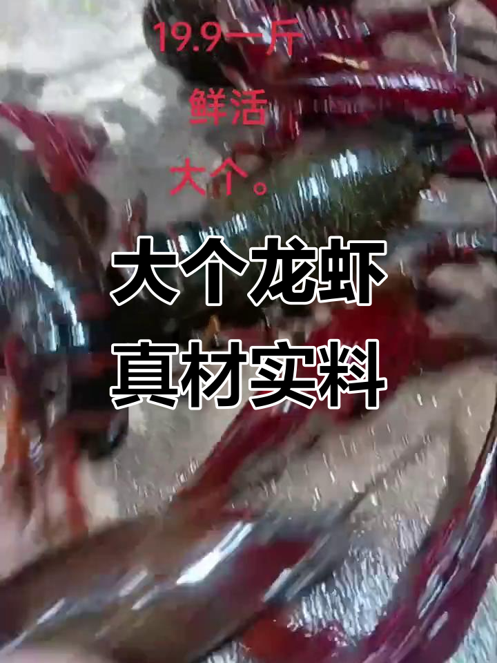 新鲜大龙虾,肉质鲜美,夹子超有力