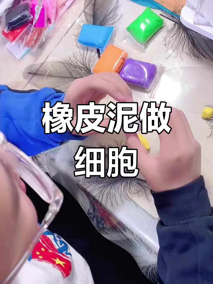 用橡皮泥制作植物细胞模型