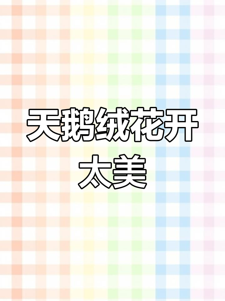 伯利恒之星开花惊艳,浅埋土里就能长得超美