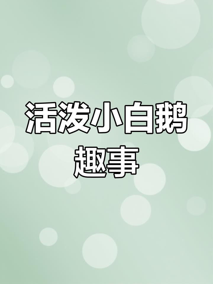 小白鹅的可爱日常:生气、戏水样样来