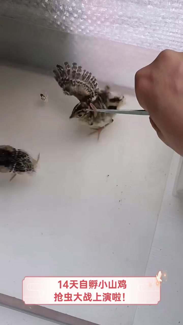 14天自孵小山鸡,抢虫大战上演啦!