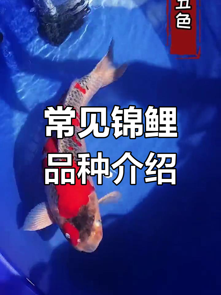 锦鲤品种大揭秘:黄芥子、五色昭和单顶秋翠等全解析